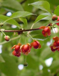 Schisandra