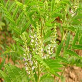 Stearil glicirretinato