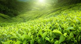 Tè Verde