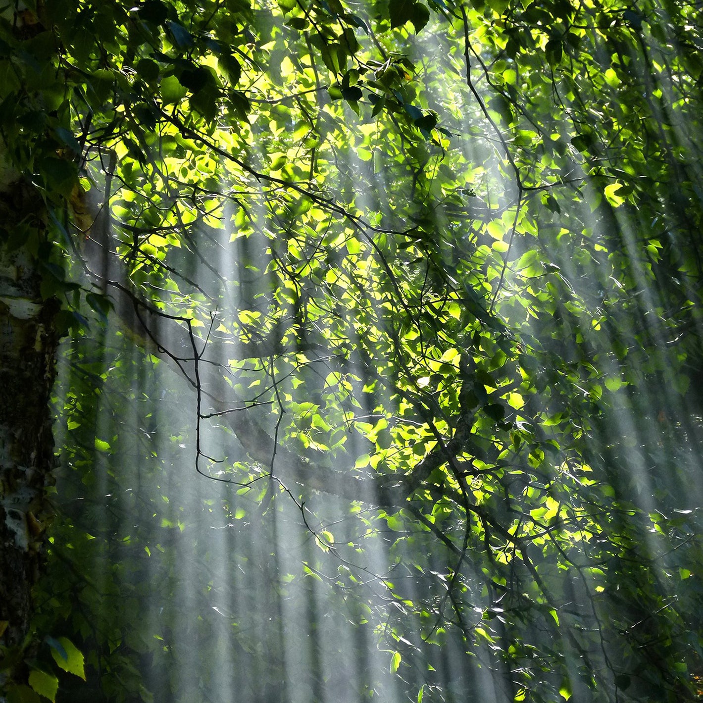 I raggi del sole filtrano attraverso i rami e le fronte degli alti alberi di una foresta