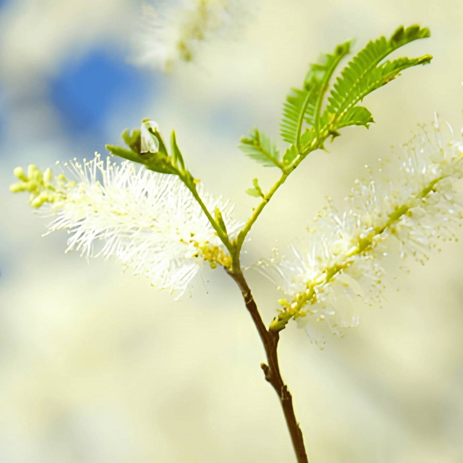 Immagine della Mimosa Tenuiflora