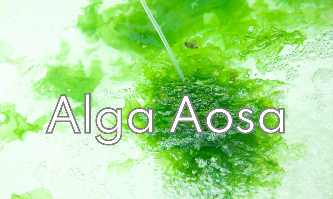 Immagine di alga verde