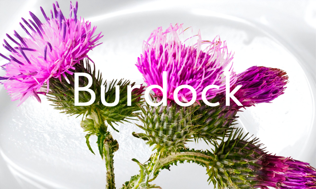 Fiori di Bardana con la crema come sfondo