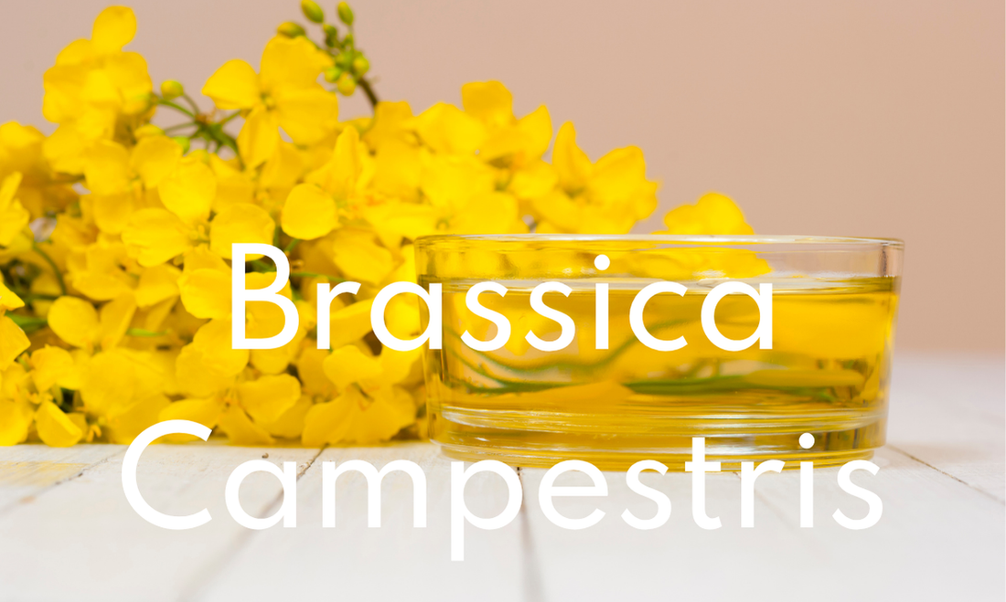 Immagine di un fiore di brassica campestris (colza)