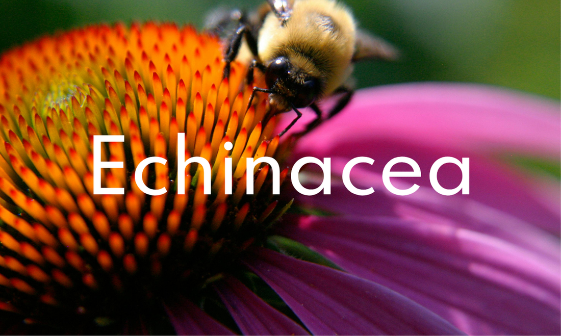 Immagine del fiore di echinacea con ape. E' una pianta molto amica delle api