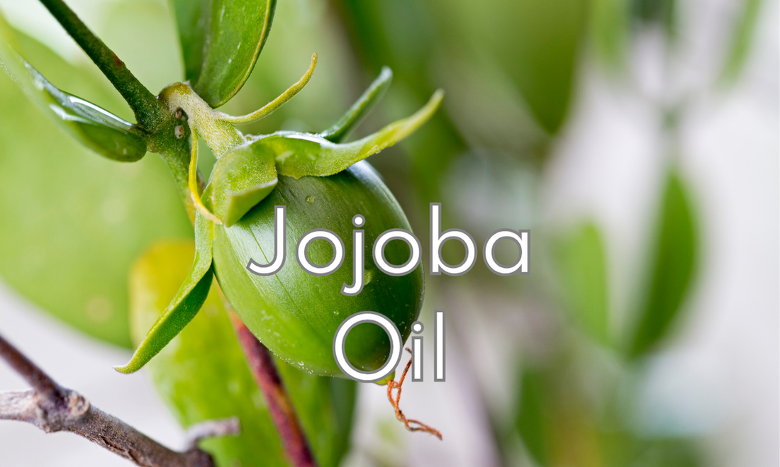 immagine della noce di jojoba sull'albero