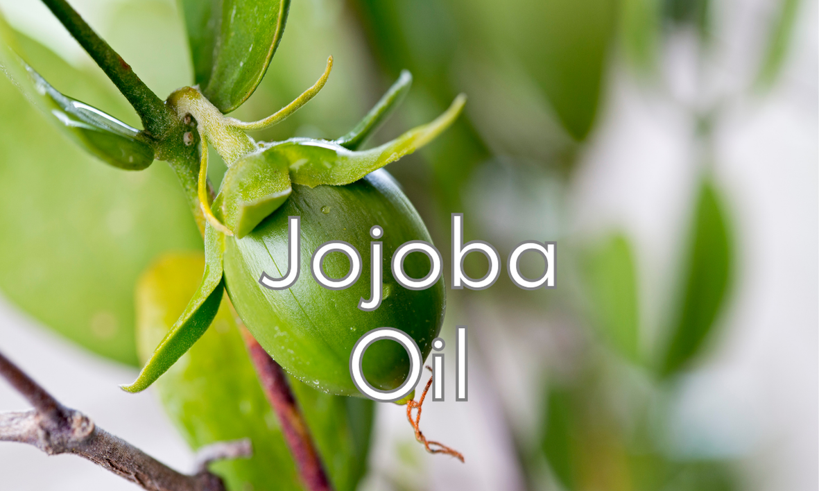 immagine della noce di jojoba sull'albero