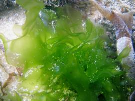 Alga Aosa