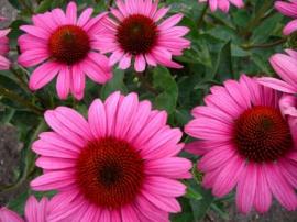 Echinacea