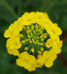 Fitosteroli vegetali