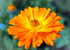 Calendula