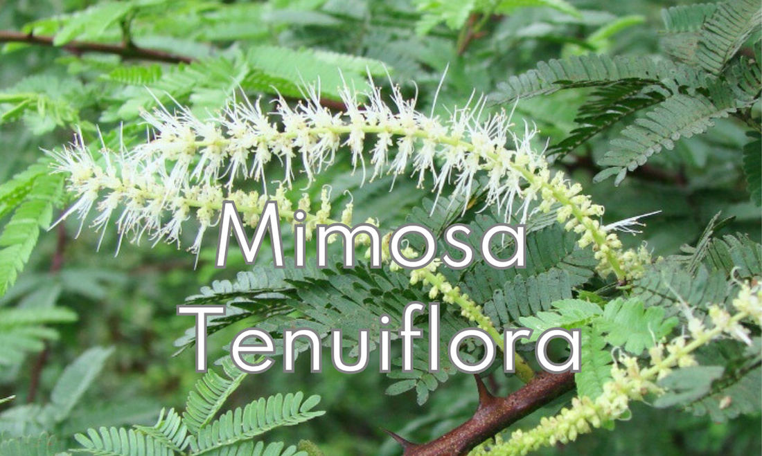 Immagine della Mimosa Tenuiflora, ramo e infiorescenza