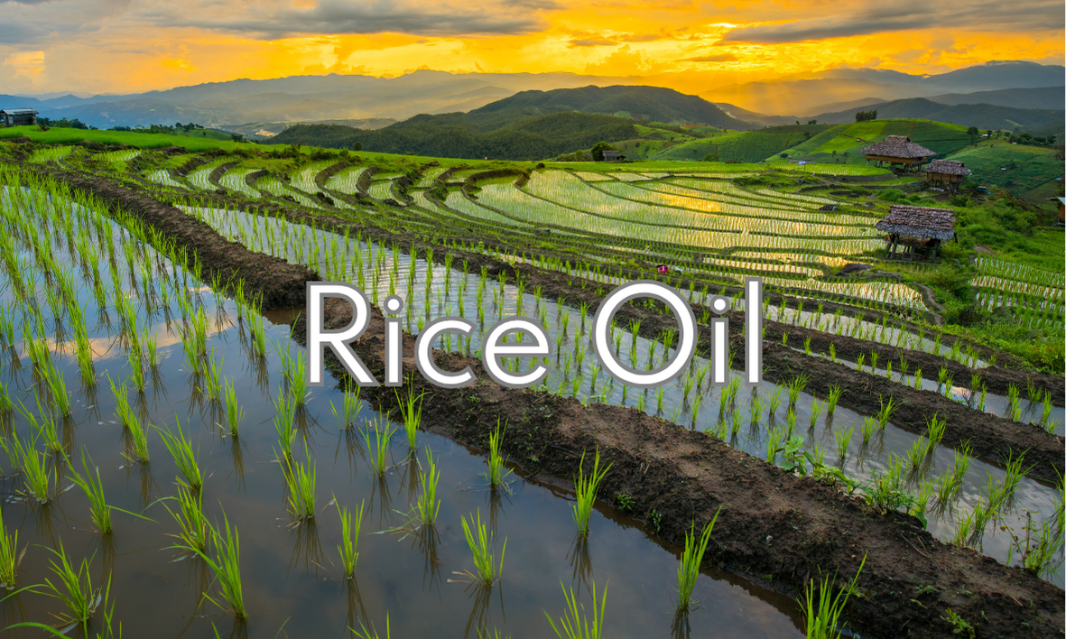 Olio di Riso