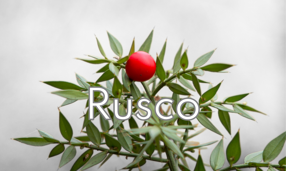 Immagine del rusco o pungitopo