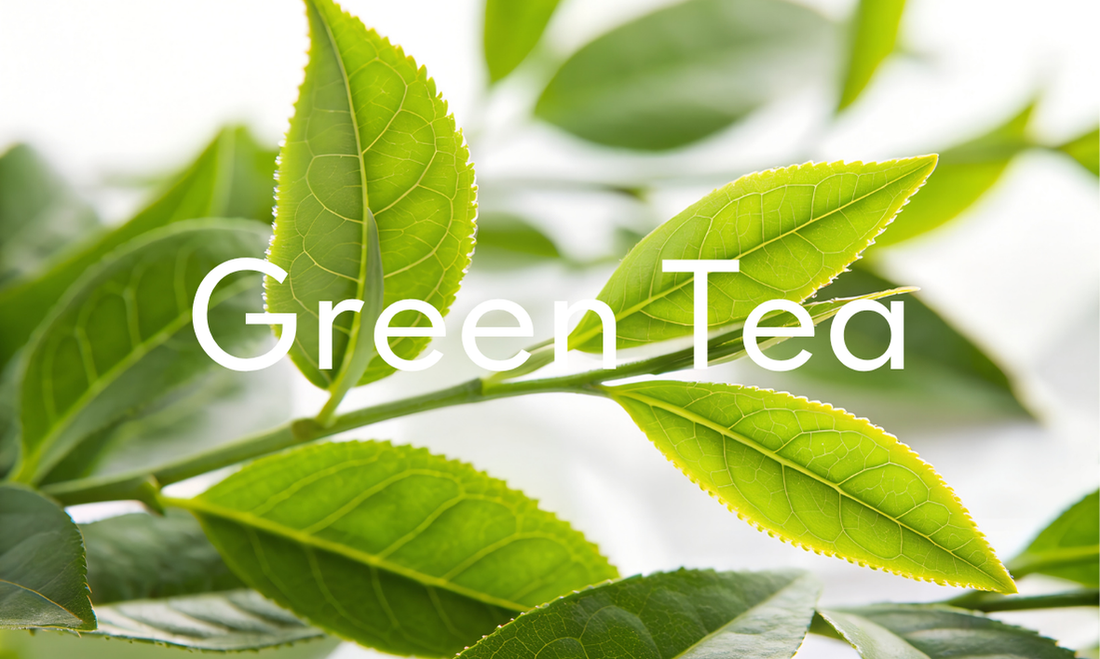 Foglie di Tè Verde