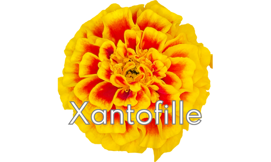 Immagine del fiore di tagetes erecta fonte di xantofille