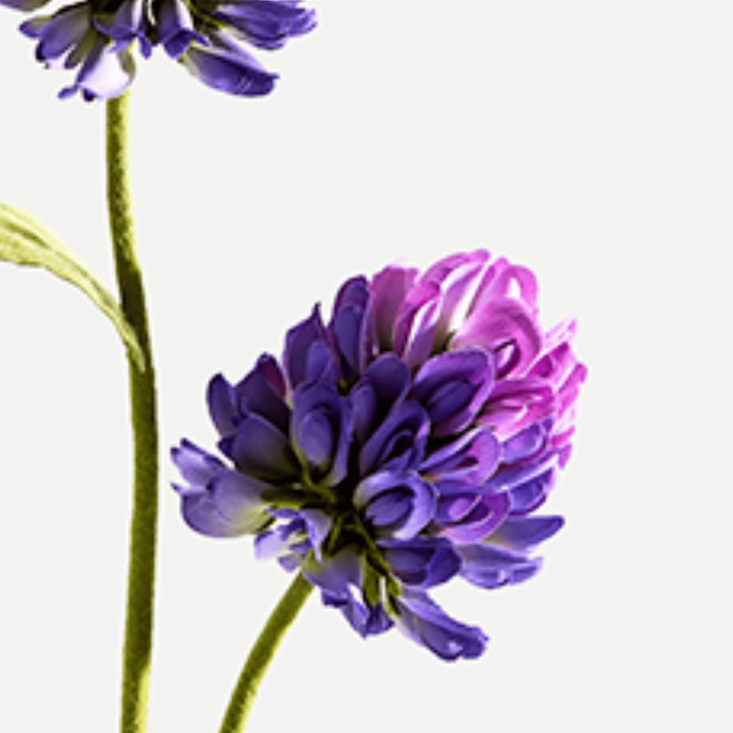 Immagine di fiori di babachi, pianta dalla quale viene estratto il Bakuchiol