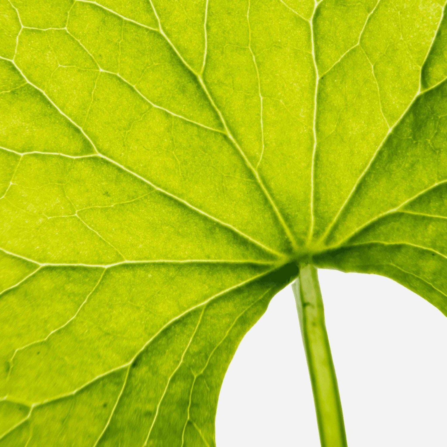 Immagine di una particolare di foglia di Centella Asiatica