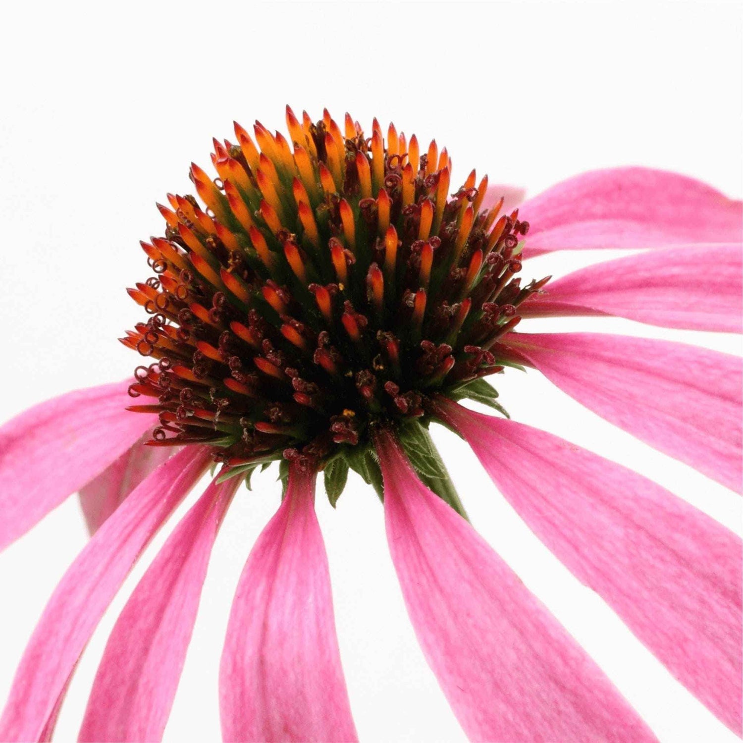 Immagine di dettaglio del fiore di Echinacea