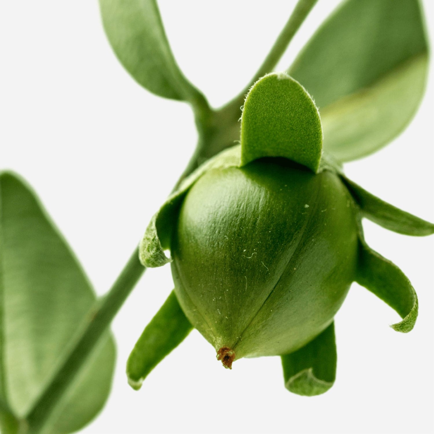 Immagine di noce di jojoba