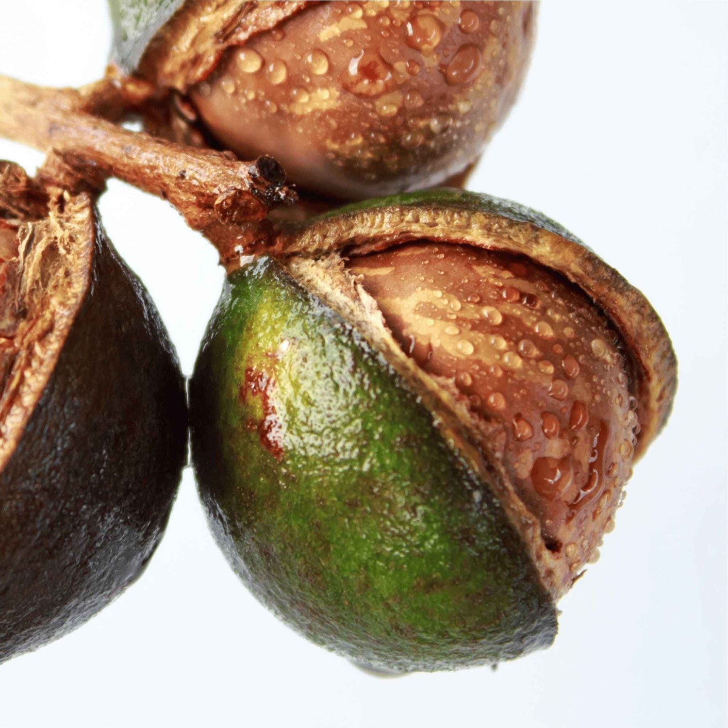 Immagine di una noce di Macadamia