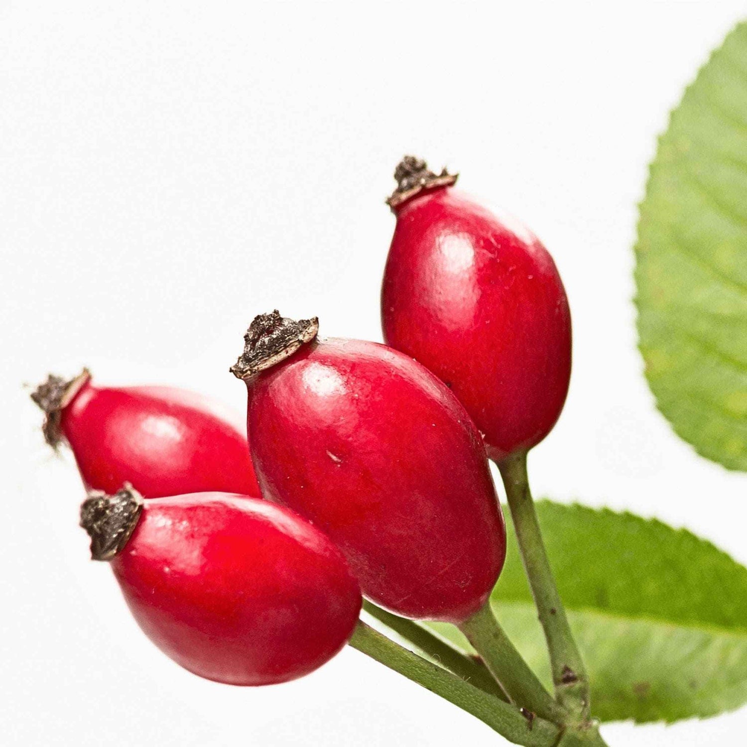 Immagine di bacche di Rosa Mosqueta